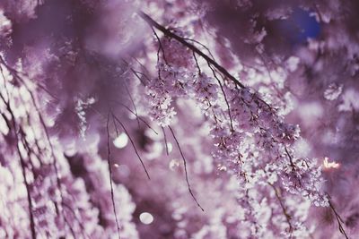 Low angle view of purple flower tree against sky