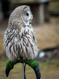 Close-up of owl perching outdoors