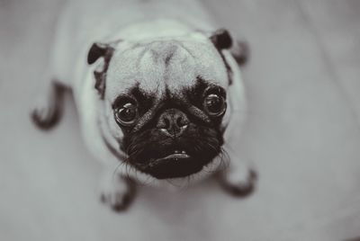 Close-up portrait of a dog