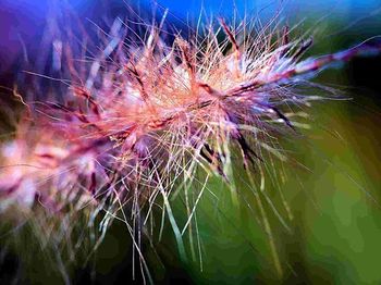 Close-up of flowers