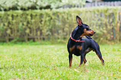 Outdoor portrait of a red miniature pinscher dog