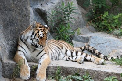 Close-up of tiger lying on rock