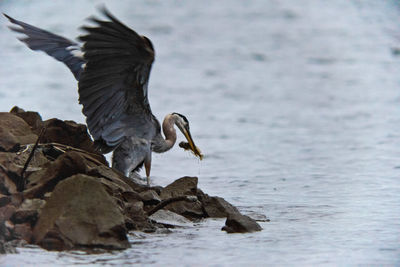 Bird flying over rock