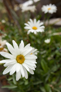 Close-up of white daisy flower