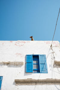 Low angle view of dog standing on building terrace against clear blue sky during sunny day