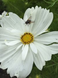 Close-up of bee on white flower