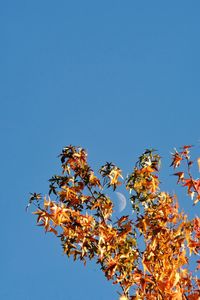 Low angle view of flowering plant against clear blue sky