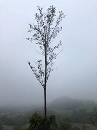 Tree against sky during foggy weather