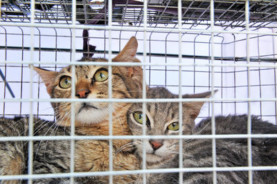 Close-up portrait of cat