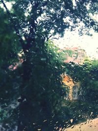 Low angle view of wet tree during rainy season