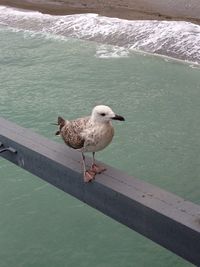 Side view of seagull in water