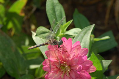 Close-up of insect on pink flower