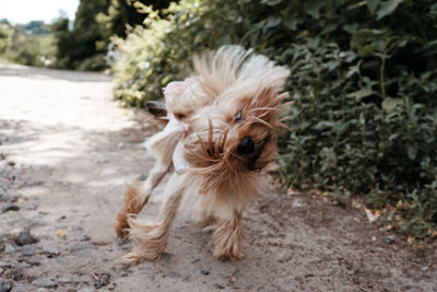 Portrait of a dog on land