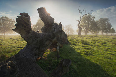 Tree trunk on field against sky