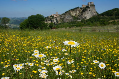 Yellow flowering plants on field against sky