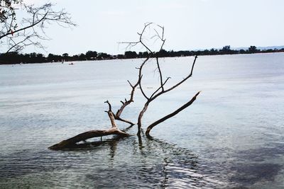 Bare tree in lake against clear sky