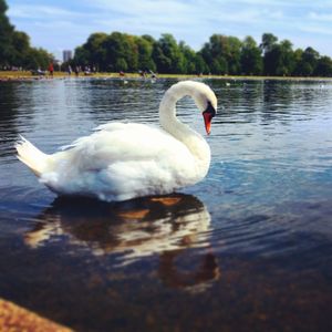 Swan swimming in lake against sky