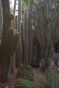 Close-up of cactus growing on field