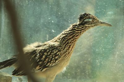 Close-up of bird in zoo