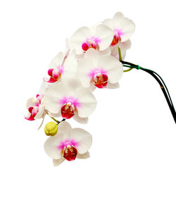 Close-up of pink orchids against white background