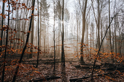 Bare trees in forest