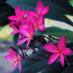 Close-up of pink flowers blooming outdoors