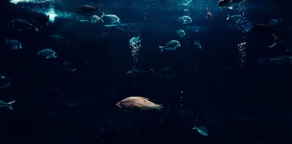 Close-up of fish swimming in tank at aquarium