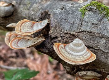 Close-up of snail on tree trunk