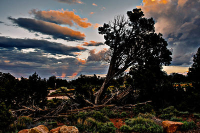 Trees against sky during sunset