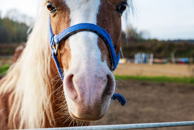 Close-up of muzzle of farm horse with bridle in paddock in pasture. selective focus.