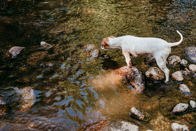 Cute small jack russell dog swimming in river in forest. pets and nature