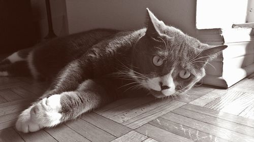 Close-up of cat on table at home