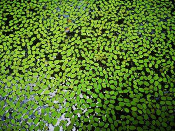 Full frame shot of leaves floating on plant