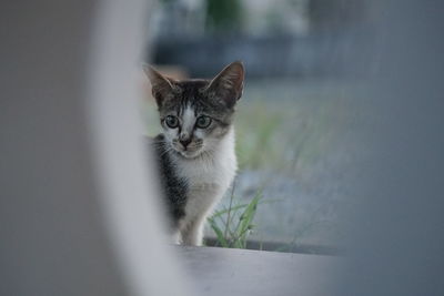 Close-up portrait of tabby cat