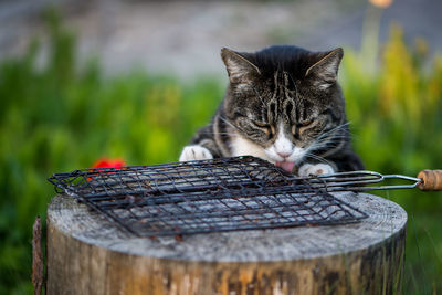 Where is my piece of grilled meat,cute cat looking away