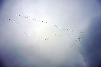 Low angle view of birds flying in sky