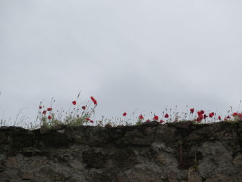 Plants against sky