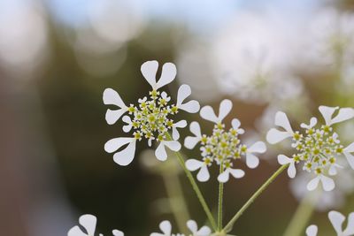 Close-up of white flowering plant