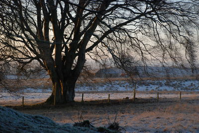Bare trees on landscape against sky during winter