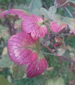Close-up of pink flowers