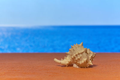 Dead tree on beach against clear blue sky