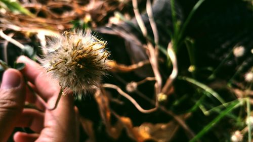 Close-up of hand holding flower