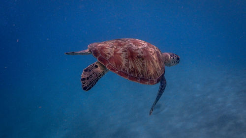 Swimming green sea turtle at pagkilatan