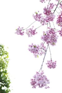 Low angle view of flower tree against clear sky