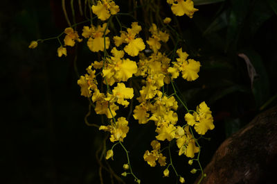 Close-up of yellow flowers