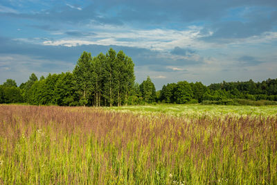 Wild grass growing in a meadow, green forest and clouds on a blue sky. zarzecze, poland