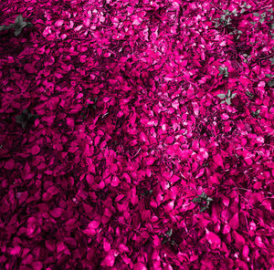 Full frame shot of pink flowering plant