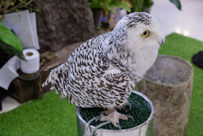 Close-up of eagle perching on potted plant