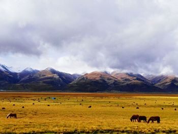 Cows grazing on field against sky