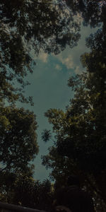 Low angle view of silhouette trees against sky